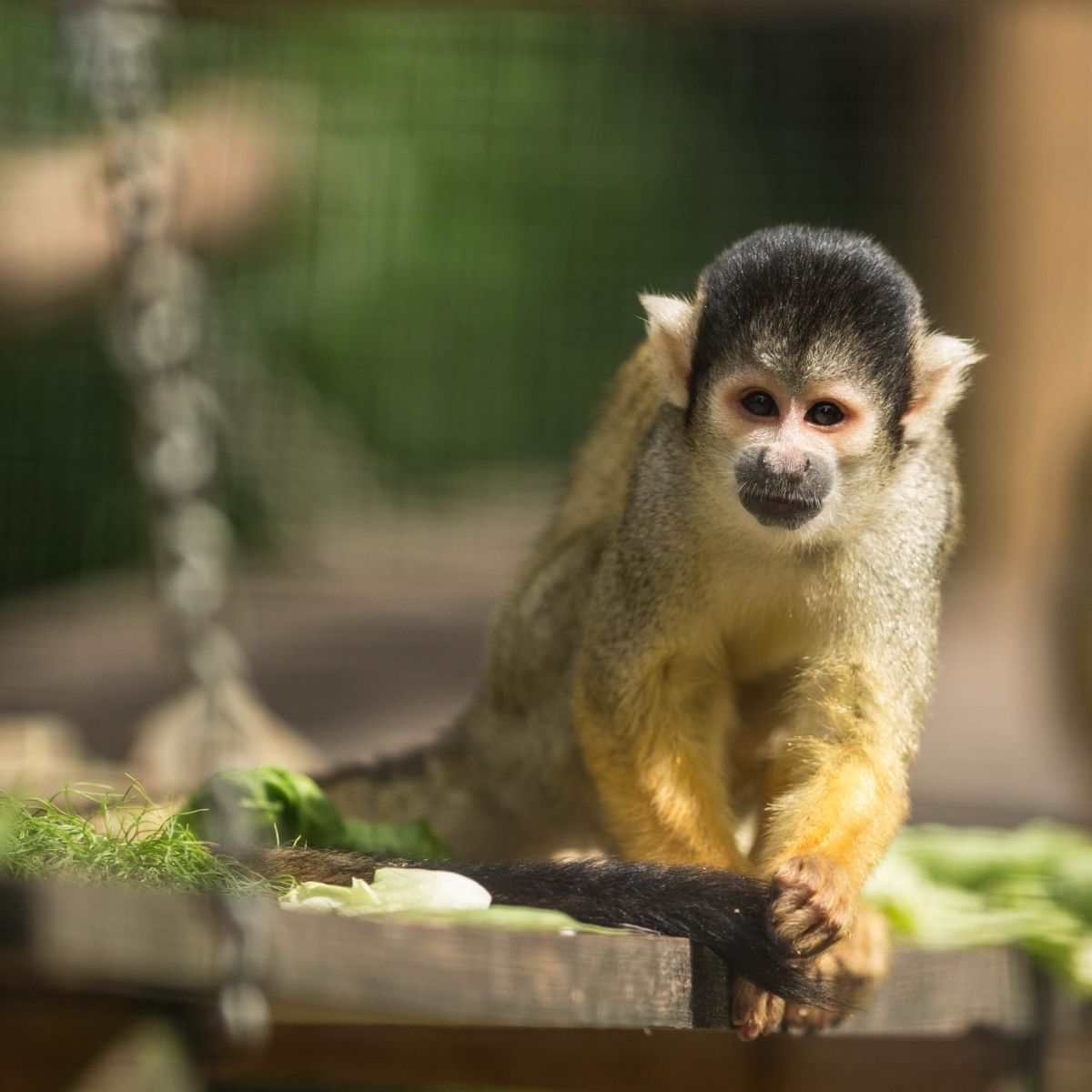 Cheeky New Arrivals at Howletts Wild Animal Park